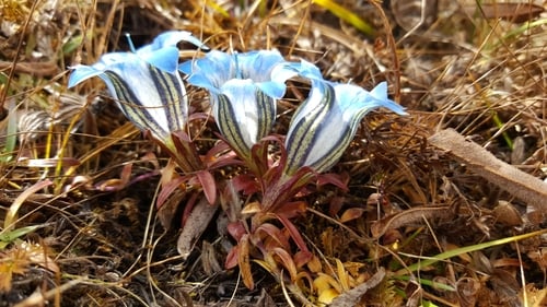 Gentiana ornata