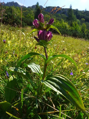 Gentiana pannonica — photo