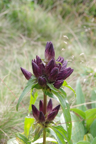 Gentiana pannonica — photo