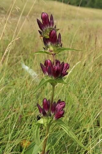 Gentiana pannonica