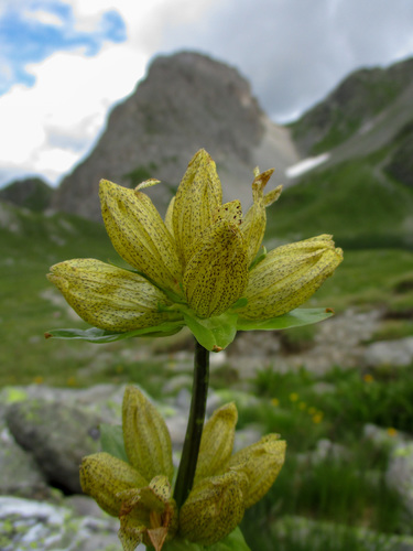 Gentiana punctata (Spotted gentian) — photo