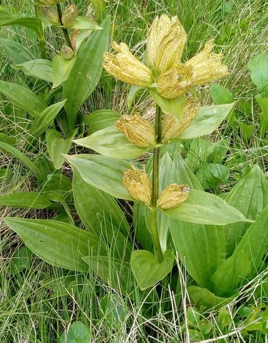 Gentiana punctata (Spotted gentian) — photo