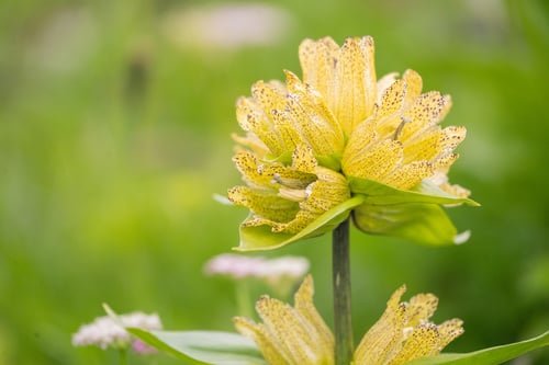 Gentiana punctata