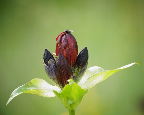 Gentiana purpurea (Purple gentian) — photo