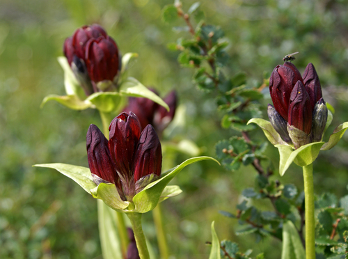 Gentiana purpurea (Purple gentian) — photo
