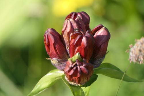 Gentiana purpurea