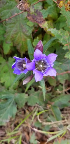 Gentiana scabra (Japanese Gentian) — photo