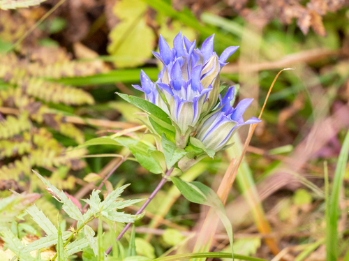 Gentiana scabra (Japanese Gentian) — photo