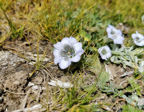 Gentiana szechenyii