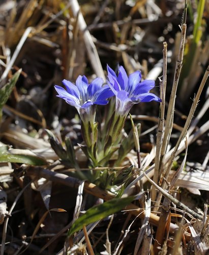 Gentiana thunbergii — photo