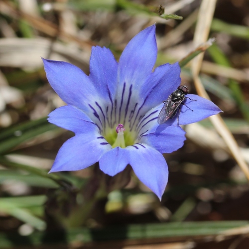 Gentiana thunbergii