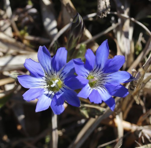 Gentiana thunbergii — photo