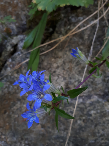 Gentiana tianschanica — photo