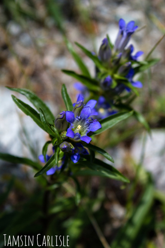 Gentiana tianschanica