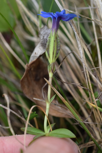 Gentiana verna — photo