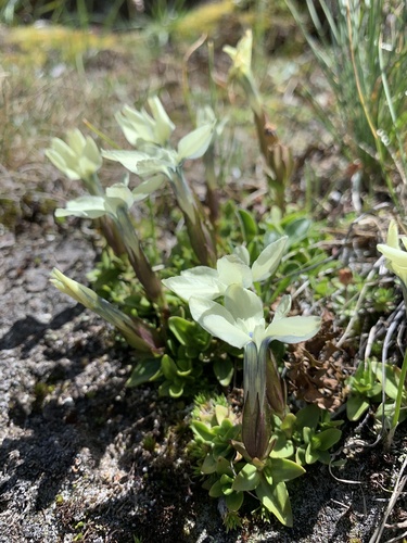 Gentiana verna — photo