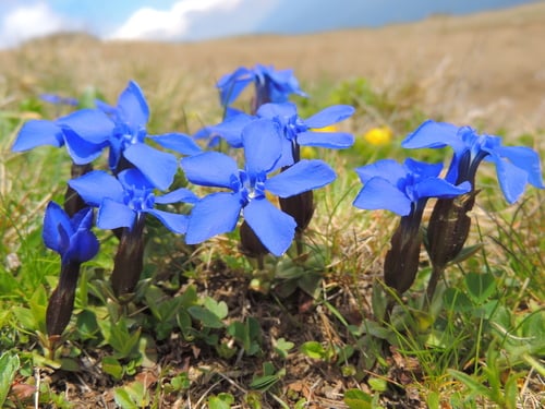 Gentiana verna