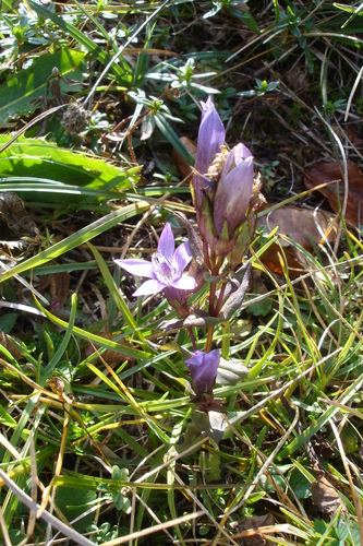 Gentianella campestris (Field gentian) — photo