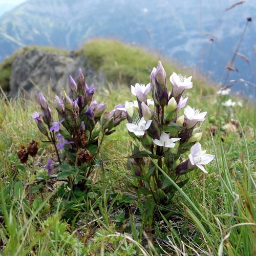 Gentianella campestris
