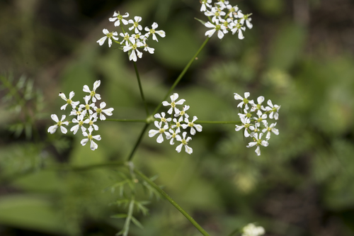 Geocaryum macrocarpum — photo
