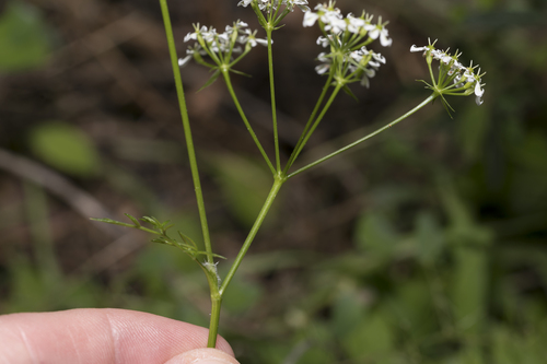 Geocaryum macrocarpum — photo