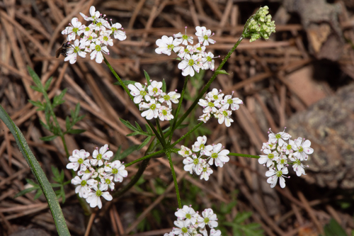 Geocaryum macrocarpum