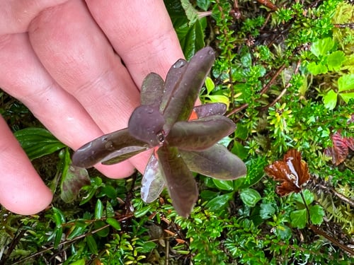 Geocaulon lividum (False toadflax) — photo