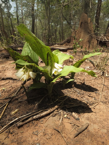 Geodorum densiflorum (Pink nodding orchid) — photo