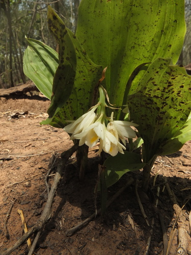 Geodorum densiflorum (Pink nodding orchid) — photo