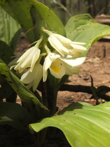 Geodorum densiflorum