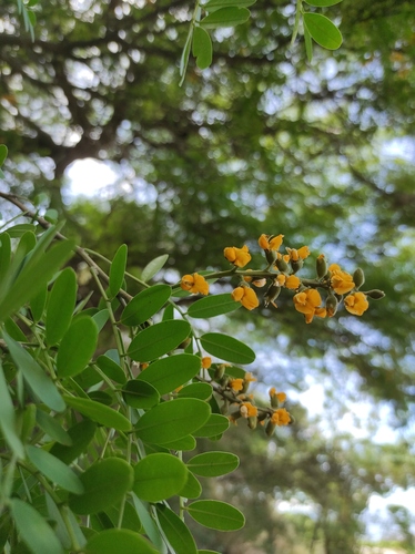 Geoffroea spinosa (Umari) — photo