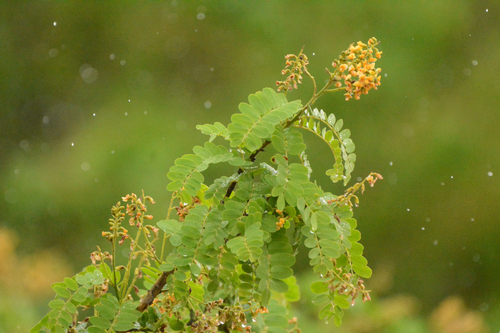 Geoffroea spinosa (Umari) — photo