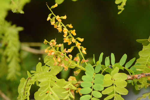 Geoffroea spinosa