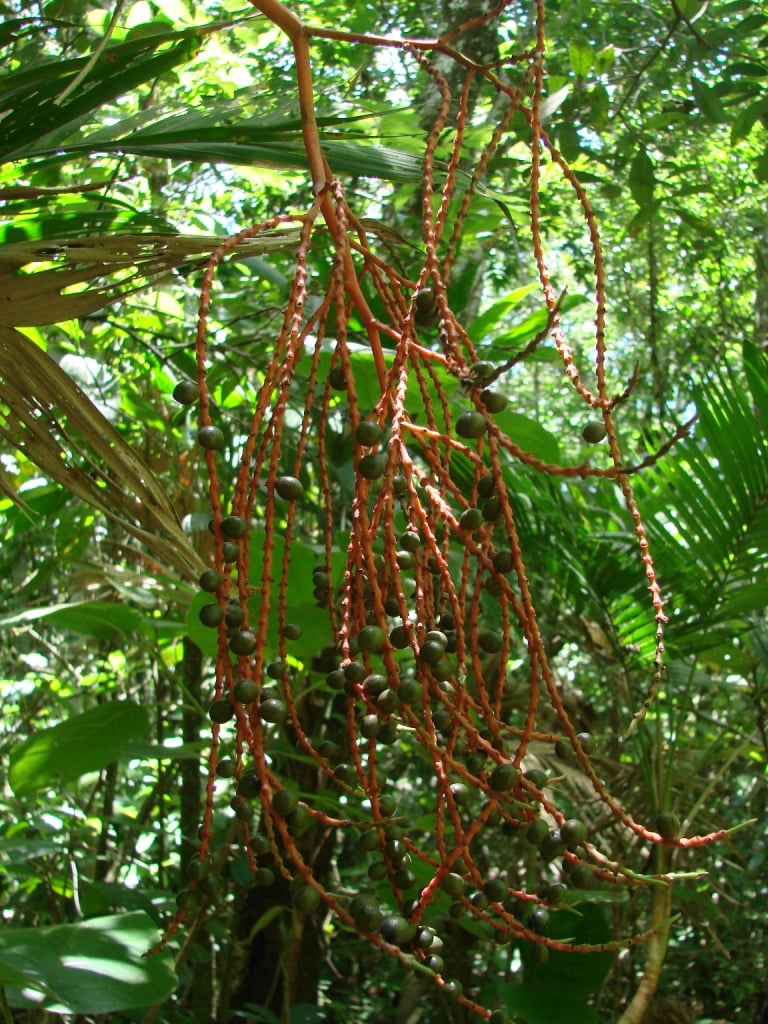 Geonoma brevispatha