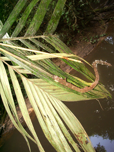 Geonoma camana — photo