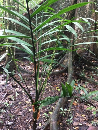 Geonoma camana