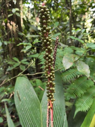 Geonoma cuneata — photo