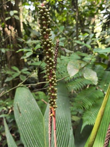 Geonoma cuneata — photo
