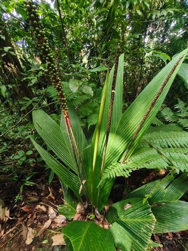 Geonoma cuneata
