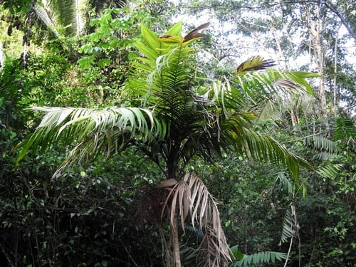 Geonoma deversa