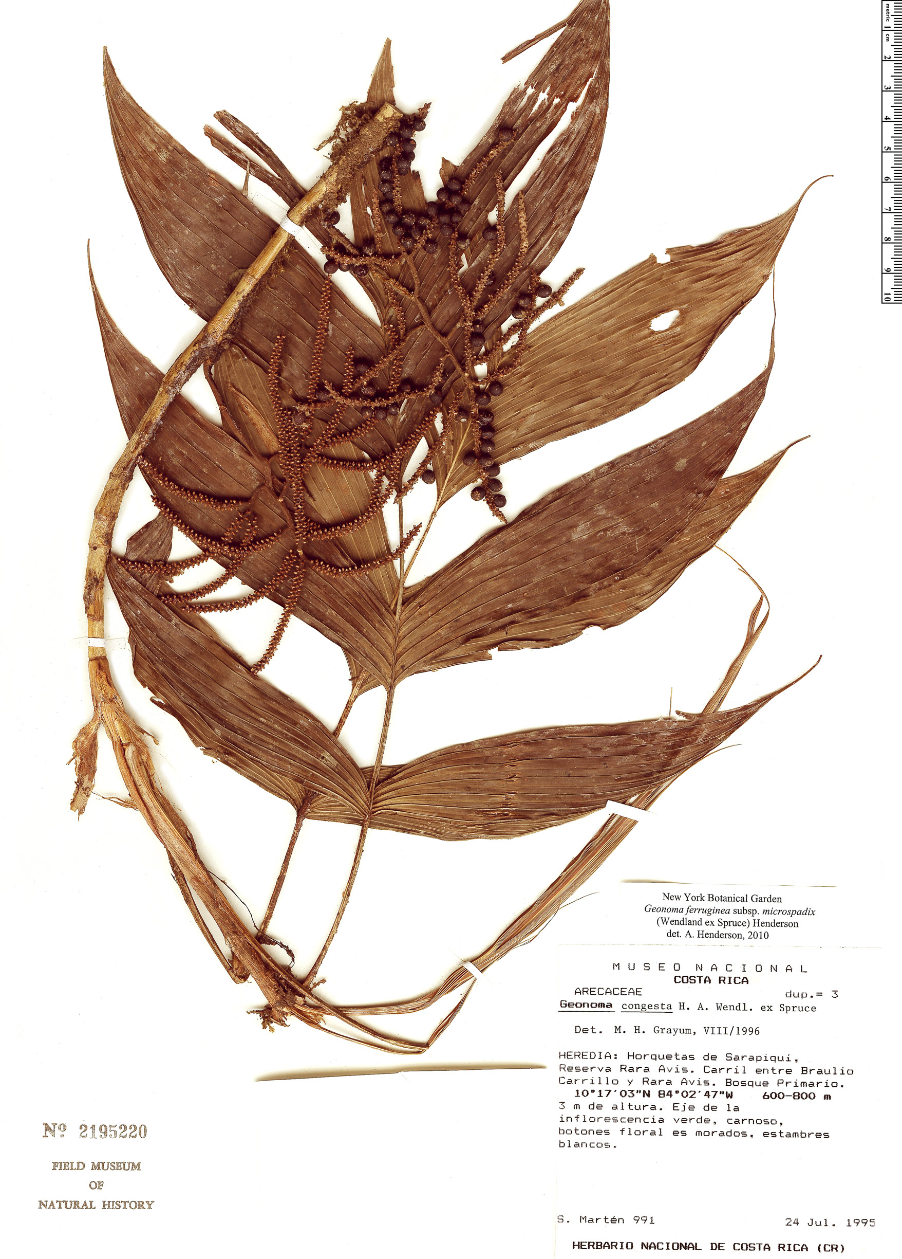 Geonoma ferruginea — photo