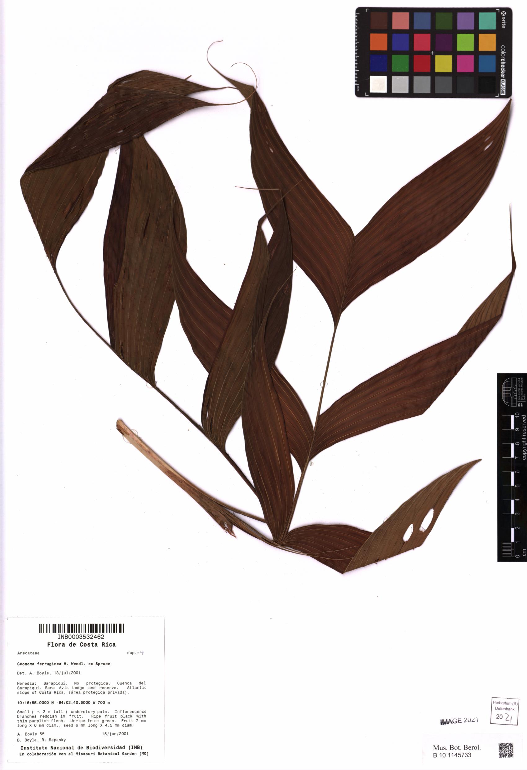 Geonoma ferruginea