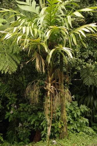 Geonoma interrupta