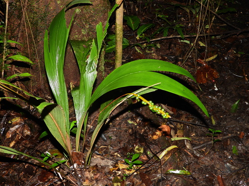 Geonoma macrostachys — photo