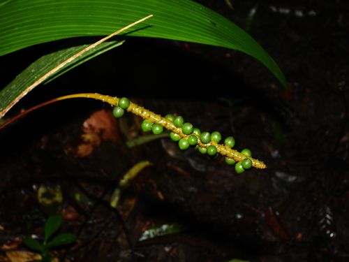 Geonoma macrostachys — photo
