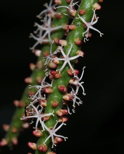 Geonoma maxima — photo
