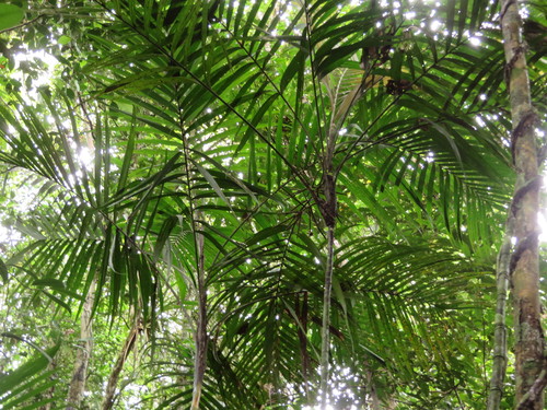 Geonoma maxima