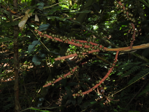 Geonoma orbignyana — photo