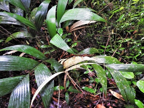 Geonoma orbignyana — photo