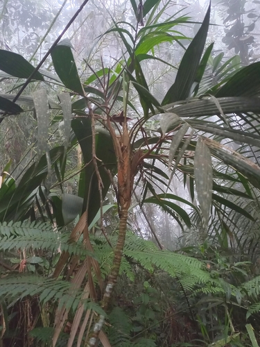 Geonoma orbignyana